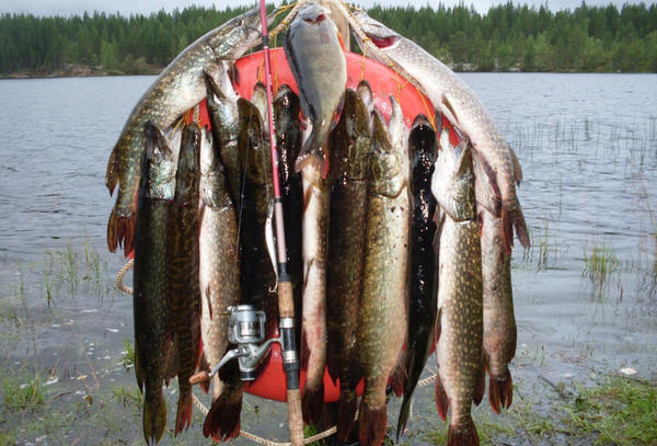 Осенняя путина ЗЖБИ-4