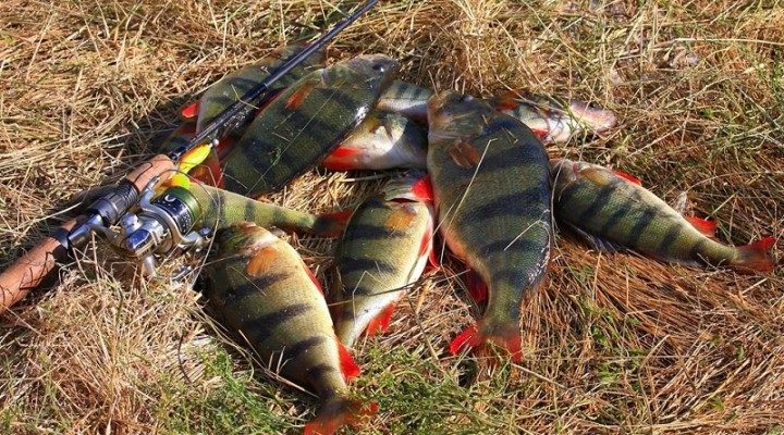 Осенняя путина ЗЖБИ-4