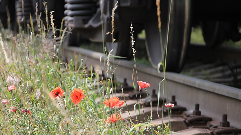 Василек луговой, гость или хозяин?