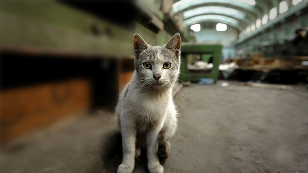 «Эрмитажные» кошки завода